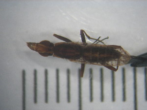  ( - IEGEBA-EVO-0453)  @11 [ ] Copyright (2016) Alejandro Saint Esteven Facultad de Ciencias Exactas y Naturales - Universidad de Buenos Aires