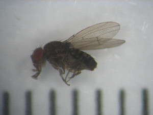 (Drosophila koepferae - IEGEBA-EVO-0458)  @11 [ ] Copyright (2016) Alejandro Saint Esteven Facultad de Ciencias Exactas y Naturales - Universidad de Buenos Aires