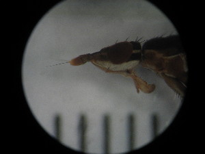  ( - IEGEBA-EVO-0438)  @11 [ ] Copyright (2016) Alejandro Saint Esteven Facultad de Ciencias Exactas y Naturales - Universidad de Buenos Aires