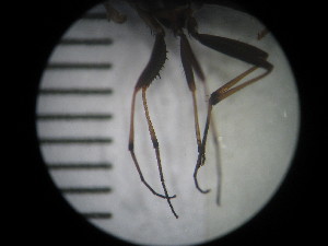  ( - IEGEBA-EVO-0438)  @11 [ ] Copyright (2016) Alejandro Saint Esteven Facultad de Ciencias Exactas y Naturales - Universidad de Buenos Aires