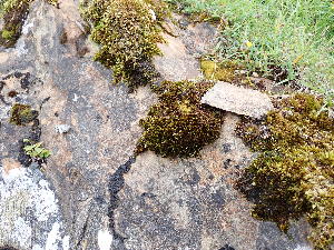  ( - EDNA24-0066670)  @11 [ ] CreativeCommons  Attribution Non-Commercial Share-Alike (2025) David Belll Royal Botanic Garden Edinburgh