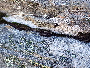  ( - EDNA24-0067877)  @11 [ ] CreativeCommons  Attribution Non-Commercial Share-Alike (2025) David Belll Royal Botanic Garden Edinburgh