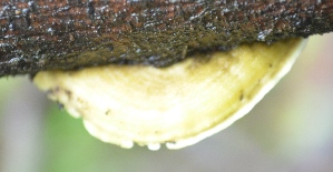  (Heterochaetella - PHM82)  @11 [ ] Copyright (2015) G D Khedkar Paul Hebert Centre For DNA Barcoding And Biodiversity Studies