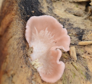  ( - PHM116)  @11 [ ] Copyright (2015) G D Khedkar Paul Hebert Centre For DNA Barcoding And Biodiversity Studies