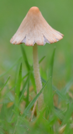  (Coprinopsis cinerea - PHM123)  @11 [ ] Copyright (2015) G D Khedkar Paul Hebert Centre For DNA Barcoding And Biodiversity Studies