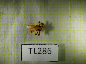  ( - TL0286)  @11 [ ] CreativeCommons Attribution NonCommercial ShareAlike (2021) (2025) University of Lodz University of Lodz