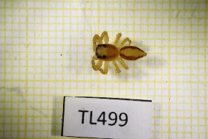  ( - TL0499)  @11 [ ] CreativeCommons Attribution NonCommercial ShareAlike (2021) (2025) University of Lodz University of Lodz