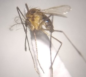  ( - MVAMX19AS126)  @11 [ ] CreativeCommons  Attribution Non-Commercial Share-Alike (2019) Unspecified Laboratorio de Ecología de Enfermedades y Una Salud