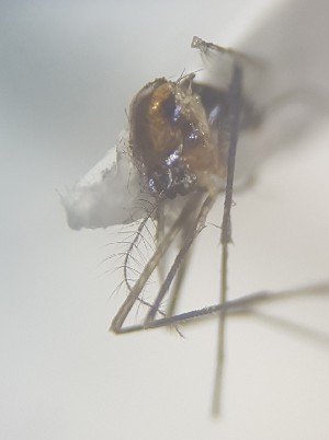  ( - MVAMX19CL45)  @11 [ ] CreativeCommons  Attribution Non-Commercial Share-Alike (2019) Unspecified Laboratorio de Ecología de Enfermedades y Una Salud