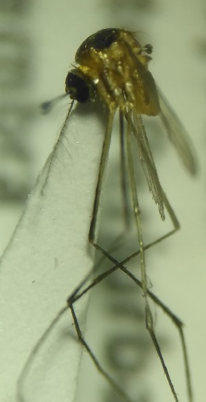  (Limatus asulleptus - MVAMX19GO179)  @11 [ ] CreativeCommons  Attribution Non-Commercial Share-Alike (2019) Unspecified Laboratorio de Ecología de Enfermedades y Una Salud