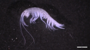  (Aoroides intermedia - M17-M4SE-A47)  @11 [ ] C (2020) Unspecified Biologica Environmental Services