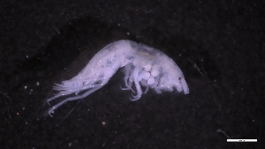  ( - M17-M4SE-A48)  @11 [ ] C (2020) Unspecified Biologica Environmental Services