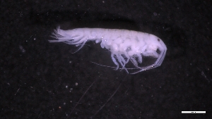  ( - M17-M4SE-A49)  @11 [ ] C (2020) Unspecified Biologica Environmental Services