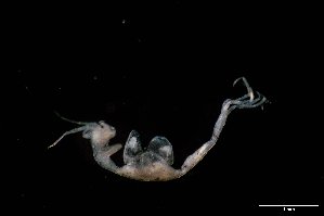  ( - M17-M4E-A82)  @11 [ ] C (2020) Unspecified Biologica Environmental Services