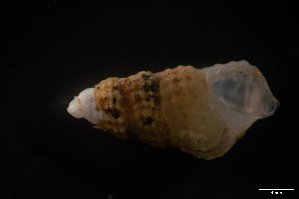  ( - M17-PB1-M87)  @11 [ ] C (2020) Unspecified Biologica Environmental Services