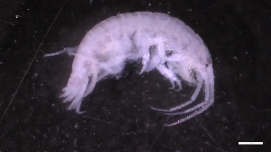  ( - M17-M4E-A91)  @11 [ ] C (2020) Unspecified Biologica Environmental Services