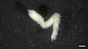  ( - M17-M4E-P91)  @11 [ ] C (2020) Unspecified Biologica Environmental Services