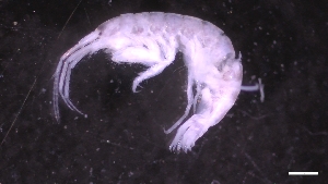  ( - M17-M4E-A92)  @11 [ ] C (2020) Unspecified Biologica Environmental Services