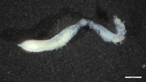  ( - M17-M4E-P93)  @11 [ ] C (2020) Unspecified Biologica Environmental Services