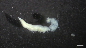  ( - IO17-1-P95)  @11 [ ] C (2020) Unspecified Biologica Environmental Services