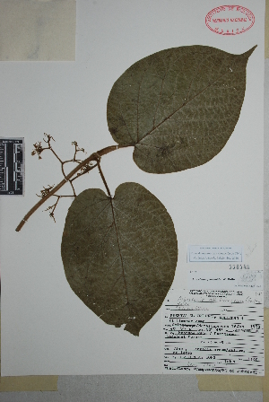  (Marsdenia gymnemoides - Heath1140)  @11 [ ] Copyright (2010) Unspecified Universidad Autónoma de México