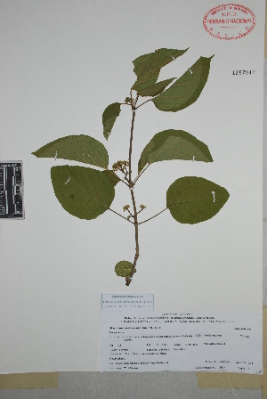  (Marsdenia gualanensis - Espinosa-Jimenez204)  @11 [ ] Copyright (2010) Unspecified Universidad Autónoma de México