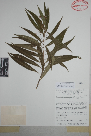  (Marsdenia neriifolia - Hernandez2556)  @11 [ ] Copyright (2010) Unspecified Universidad Autónoma de México
