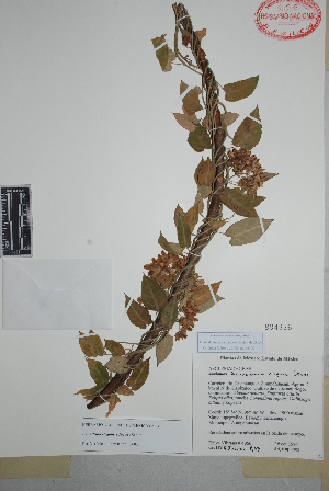 (Funastrum elegans - Vibrans4966)  @11 [ ] Copyright (2010) Unspecified Universidad Autónoma de México