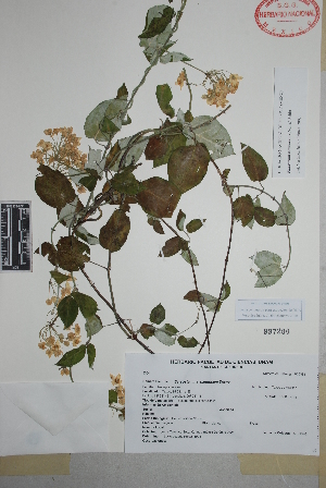  (Funastrum pannosum - Calonico9325)  @11 [ ] Copyright (2010) Unspecified Universidad Autónoma de México