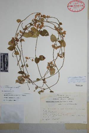  (Funastrum odoratum - Mendez9203)  @11 [ ] Copyright (2010) Unspecified Universidad Autónoma de México
