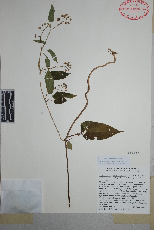  (Cynanchum jaliscanum - Sanders11361)  @11 [ ] Copyright (2010) Unspecified Universidad Autónoma de México