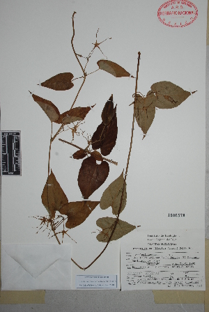  (Oxypetalum cordifolium - Servin303)  @11 [ ] Copyright (2010) Unspecified Universidad Autónoma de México