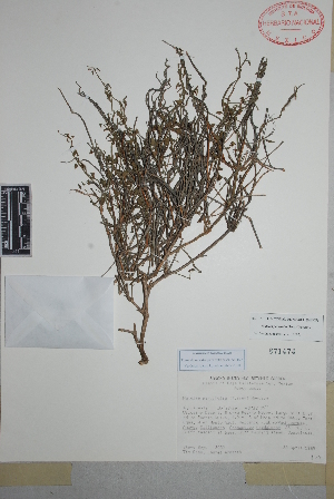  (Matelea parvifolia - Boyd3452)  @11 [ ] Copyright (2010) Unspecified Universidad Autónoma de México