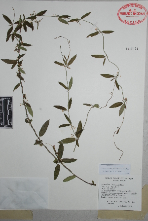  (Metastelma latifolium - Reina772)  @11 [ ] Copyright (2010) Unspecified Universidad Autónoma de México