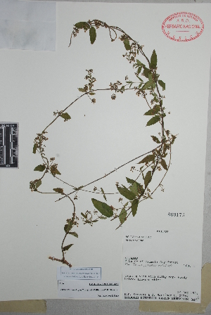  (Metastelma trichophyllum - Stevens25792)  @11 [ ] Copyright (2010) Unspecified Universidad Autónoma de México