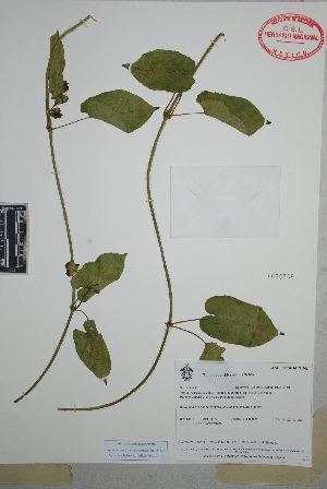  (Gonolobus chloranthus - Castrejon690)  @11 [ ] Copyright (2010) Unspecified Universidad Autónoma de México