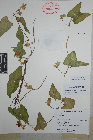  (Dictyanthus hamatus - Martinez34446)  @11 [ ] Copyright (2010) Unspecified Universidad Autónoma de México