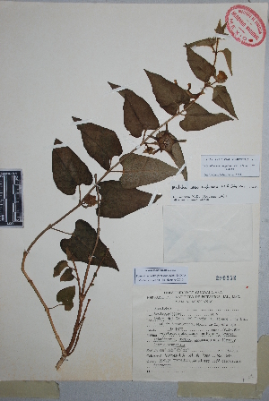  (Dictyanthus macvaughianus - Carvajal647)  @11 [ ] Copyright (2010) Unspecified Universidad Autónoma de México