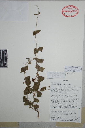  (Dictyanthus parviflorus - Prinzie193)  @11 [ ] Copyright (2010) Unspecified Universidad Autónoma de México