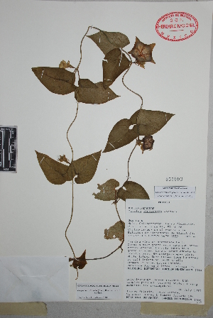  (Dictyanthus reticulatus - Prinzie194)  @11 [ ] Copyright (2010) Unspecified Universidad Autónoma de México