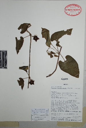  (Dictyanthus yucatanensis - Prinzie185)  @11 [ ] Copyright (2010) Unspecified Universidad Autónoma de México