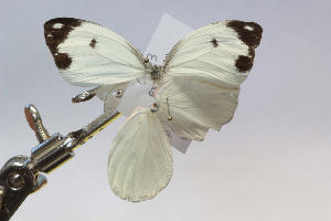  ( - ChamLep-0567)  @11 [ ] Unspecified (default): All Rights Reserved  Unspecified Unspecified