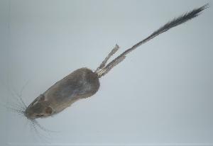  ( - CIBNOR-1486)  @12 [ ] Copyright (2012) Unspecified Unspecified