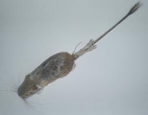  ( - CIBNOR-1487)  @12 [ ] Copyright (2012) Unspecified Unspecified