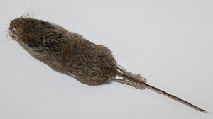  (Peromyscus maniculatus - CIBNOR-1598)  @13 [ ] Copyright (2012) Unspecified Unspecified