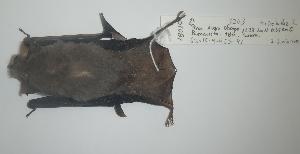  (Balantiopteryx - CIBNOR 18009)  @13 [ ] Copyright (2012) Unspecified Unspecified