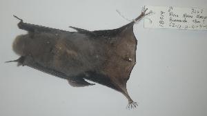  ( - CIBNOR 18016)  @12 [ ] Copyright (2012) Unspecified Unspecified