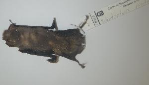  ( - CIBNOR-18039)  @12 [ ] Copyright (2012) Unspecified Unspecified