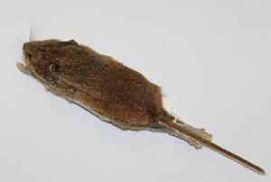  (Peromyscus simulus - CIBNOR-20540)  @13 [ ] Copyright (2012) Unspecified Unspecified