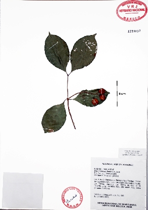  (Bunchosia lindeniana - Velasco593)  @11 [ ] Copyright  K. Hernandez y P. Mendoza 2010 Unspecified